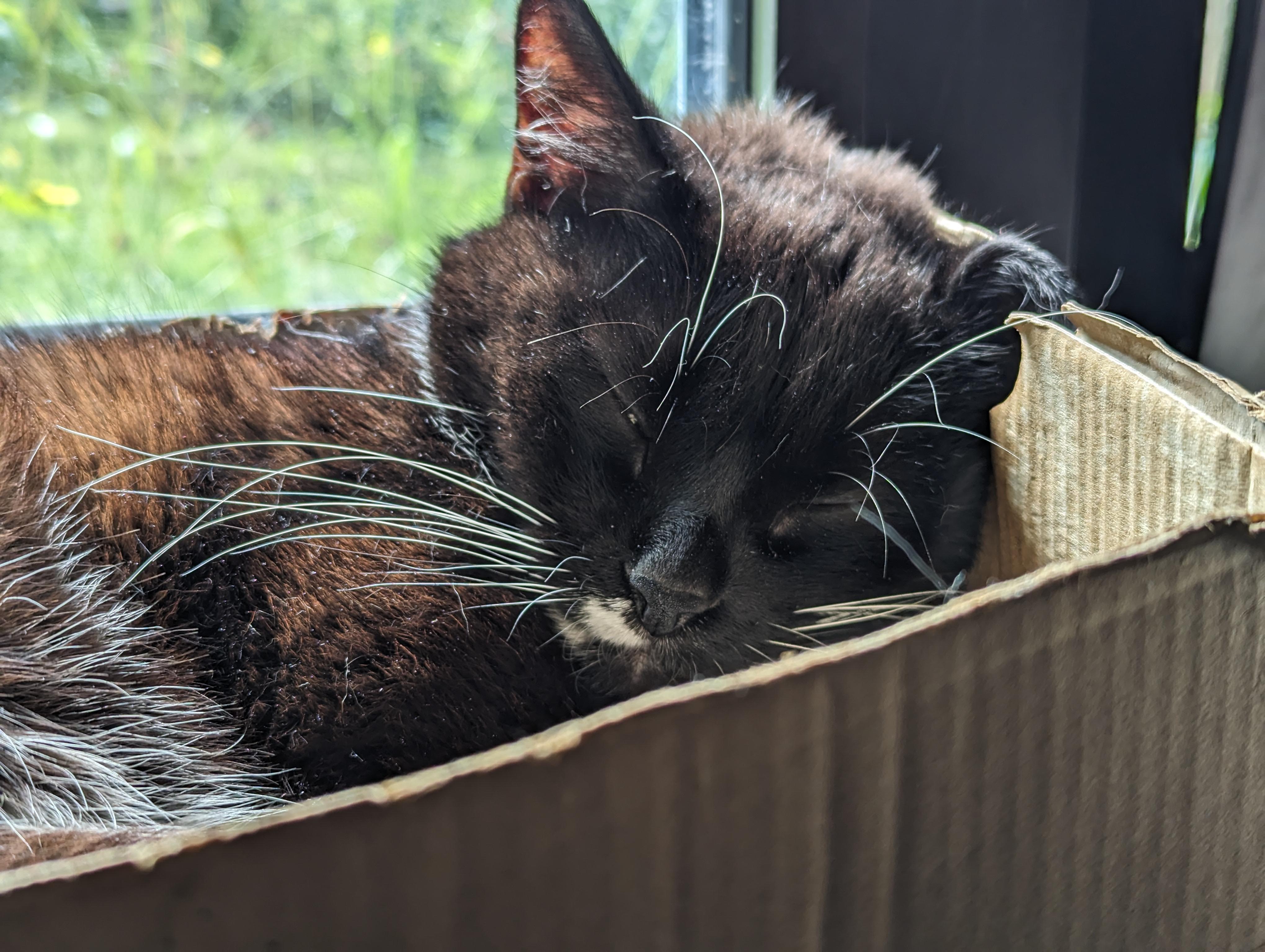 Nali sleeping in a small cardboard box