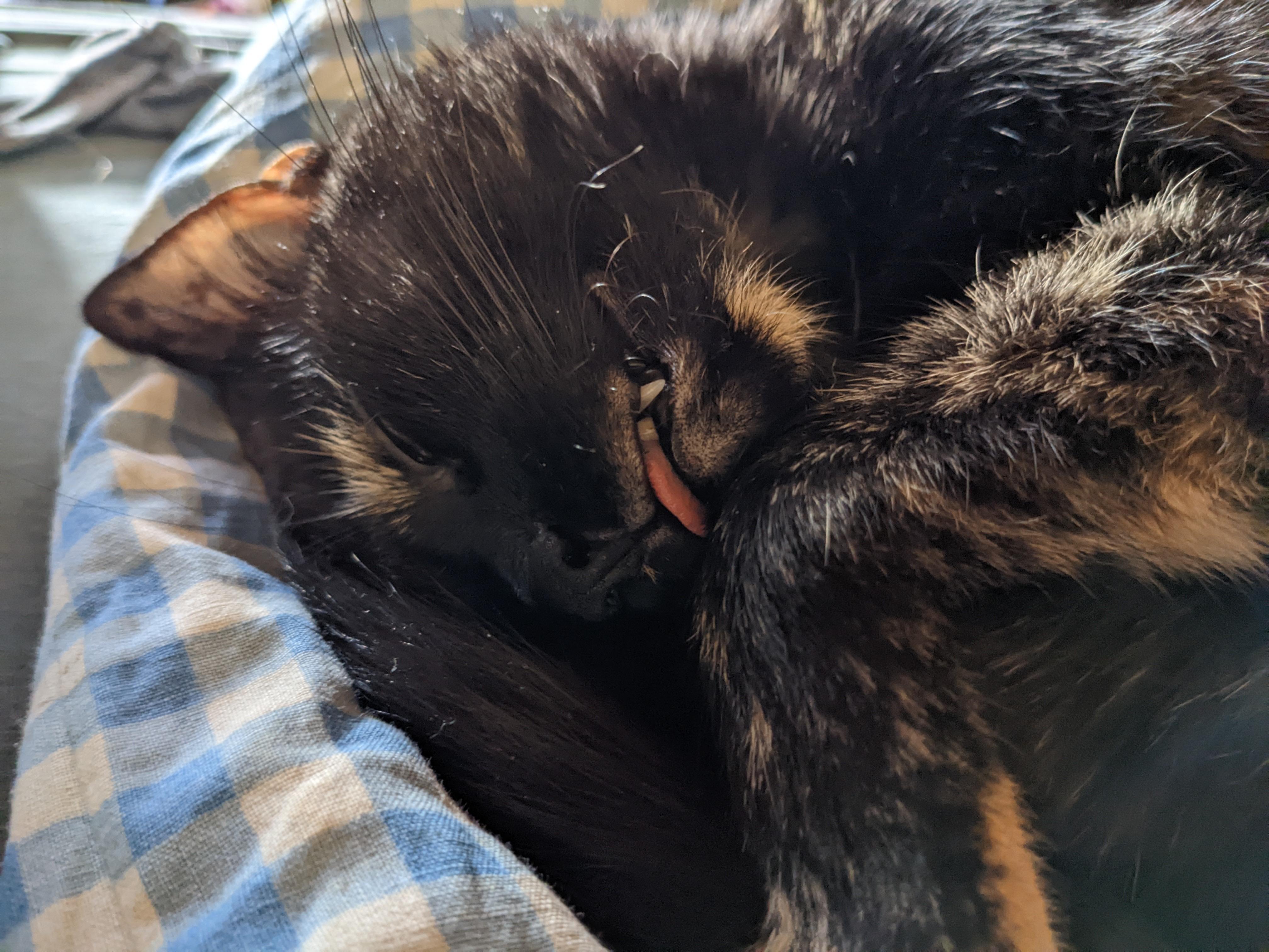 Tami blepping